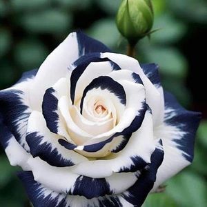 Meet your Posher, Sandy